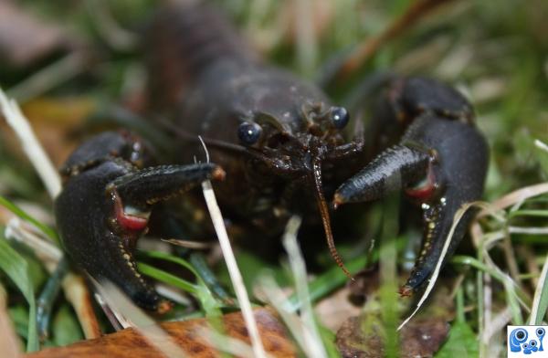 Attack of the Crayfish!!